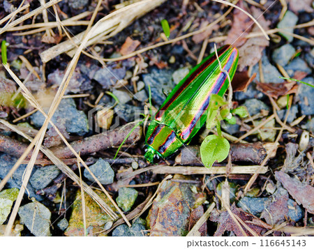 Buprestidae beetle resting on the ground 116645143