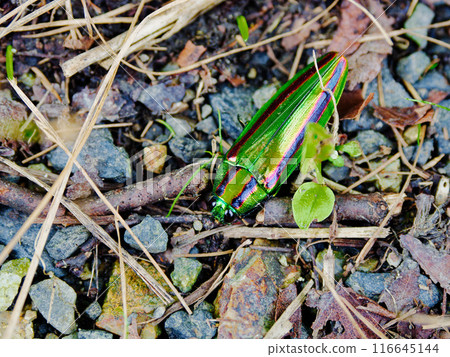 一隻寶石甲蟲躺在地上 116645144