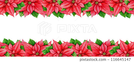 Winter season poinsettia double seamless border. Watercolor vintage style illustration. Christmas time traditional painted decor from poinsettia flowers. Winter time festive decor on white background 116645147