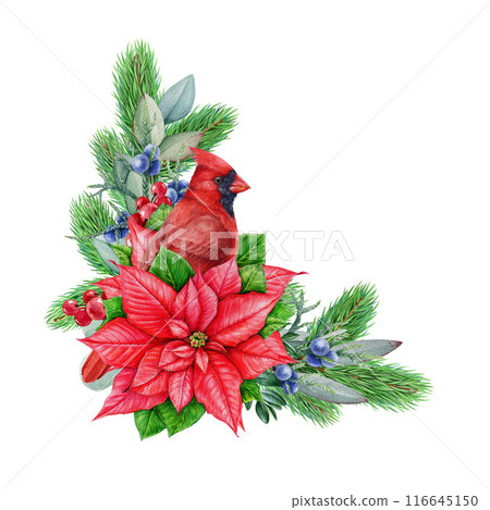 Winter season vintage style floral decor with red cardinal bird. Watercolor illustration. Christmas time festive painted decoration with conifer, eucalyptus, berries, poinsettia. White background 116645150