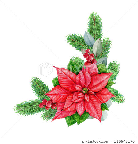 Winter season vintage style floral decoration with poinsettia flower. Watercolor illustration. Painted Christmas time festive decor with conifer, eucalyptus, berries, poinsettia. White background 116645176