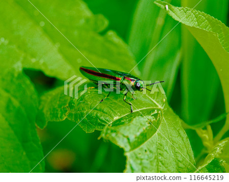 棲息在葉子上的寶石甲蟲 棲息在葉子上的寶石甲蟲 116645219