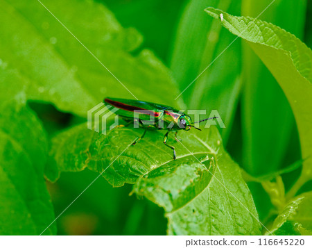 棲息在葉子上的寶石甲蟲 棲息在葉子上的寶石甲蟲 116645220