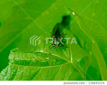 Buprestidae beetle resting on a leaf 116645224
