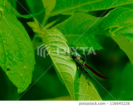Buprestidae beetle resting on a leaf Buprestidae beetle resting on a leaf 116645226