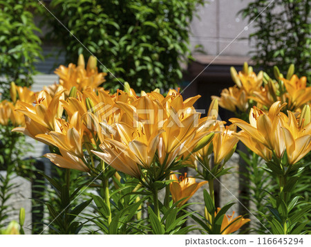 Vivid Asiatic Lily Flowers 116645294