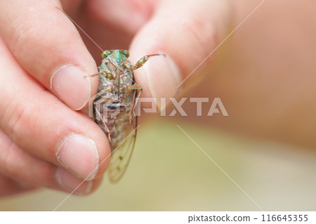 手展示日暮的腹部（複製空間） 116645355