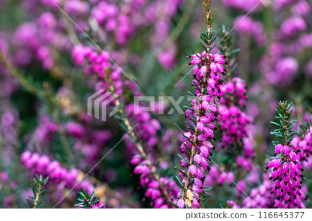 Vibrant Pink Heather Flowers in Full Bloom Vibrant Pink Heather Flowers in Full Bloom 116645377