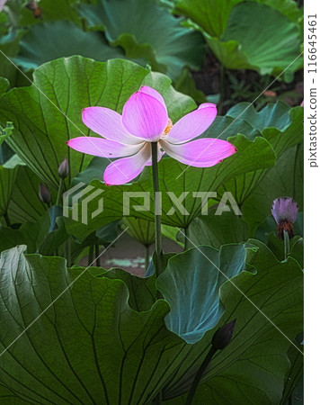 Lotus flowers bloom in the pond after the rainy season in summer. Lotus flowers bloom in the pond after the rainy season in summer. 116645461