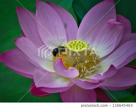 Lotus flowers bloom in the pond after the rainy season in summer. Lotus flowers bloom in the pond after the rainy season in summer. 116645463