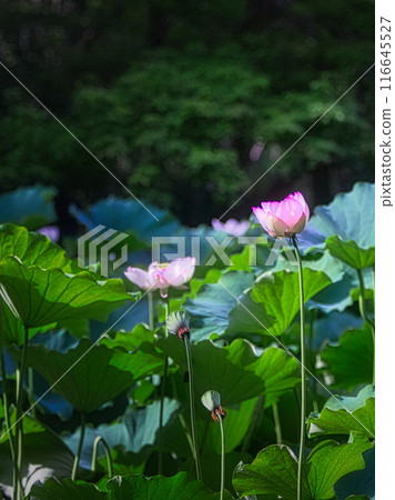 雨季結束時，夏季池塘裡的荷花盛開。 116645527
