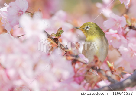 White-eye that perches on Kawazu cherry blossoms 116645558