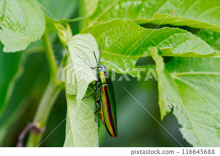 Buprestidae beetle resting on a leaf Buprestidae beetle resting on a leaf 116645688