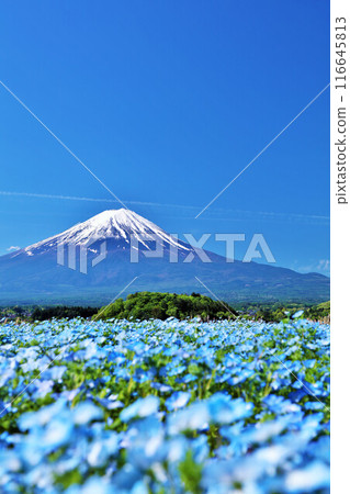 Early summer blue sky and nemophila scenery, and Mt. Fuji 116645813