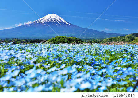Early summer blue sky and nemophila scenery, and Mt. Fuji 116645814
