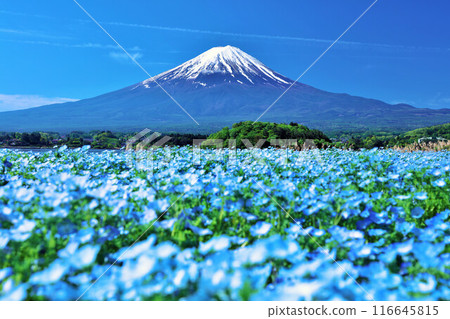 Early summer blue sky and nemophila scenery, and Mt. Fuji Early summer blue sky and nemophila scenery, and Mt. Fuji 116645815