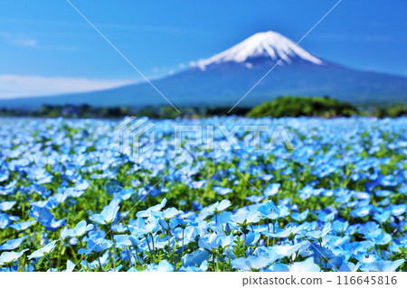 Early summer blue sky and nemophila scenery, and Mt. Fuji 116645816