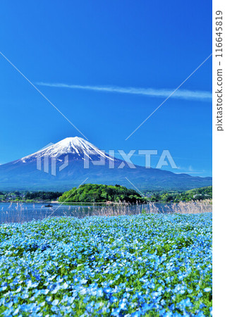 初夏的藍天和nemophila風景，以及富士山 116645819