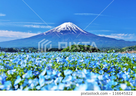 Early summer blue sky and nemophila scenery, and Mt. Fuji 116645822