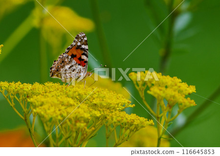 A female painted lady sucking nectar from a celery plant 116645853