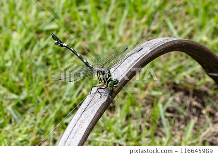 Onaga Sanae 01 116645989