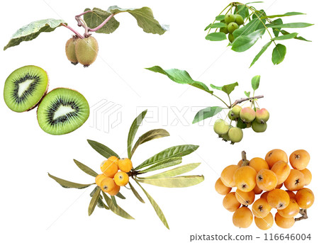 Cutout material set - Garden fruits 3 (loquat and kiwi) Cutout material set - Garden fruits 3 (loquat and kiwi) 116646004