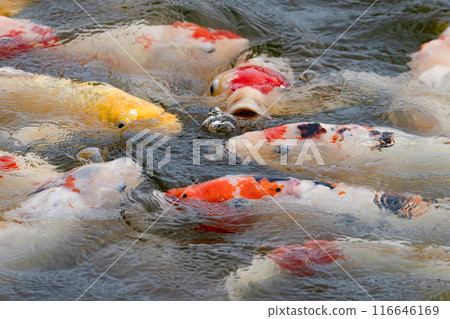 池塘鯉魚01 池塘鯉魚01 116646169