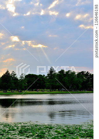 東京都水本公園 天使之梯的陰天夜景 116646198