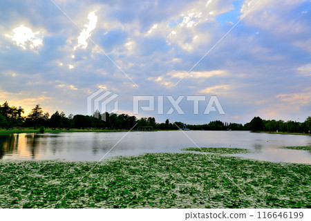 Tokyo Metropolitan Mizumoto Park, cloudy evening, Angel's Ladder 116646199