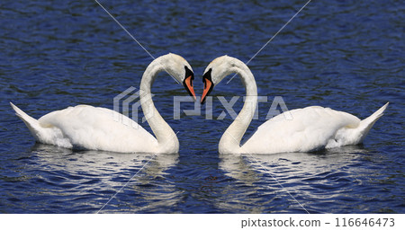 Mute swan couple floating on Ontario Lake, Canada Mute swan couple floating on Ontario Lake, Canada 116646473