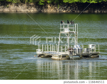 A flock of cormorants resting on the water purification facility of Lake Muro A flock of cormorants resting on the water purification facility of Lake Muro 116646511