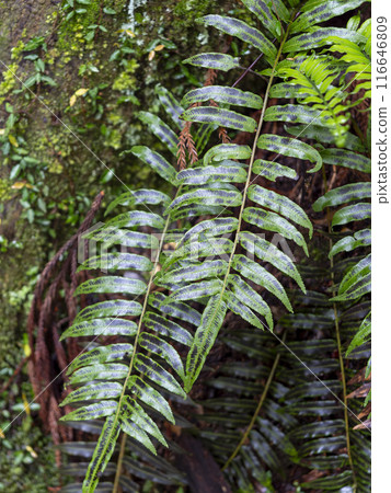 Ferns growing in the warm climate fern community on Mt. Muro 116646809