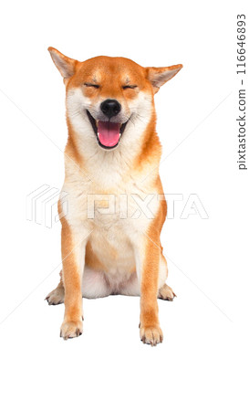 Smiling Shiba Inu with Eyes Closed sitting comfortably against a clean white background Smiling Shiba Inu with Eyes Closed sitting comfortably against a clean white background 116646893