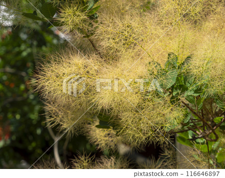 長井植物園的煙樹 長井植物園的煙樹 116646897