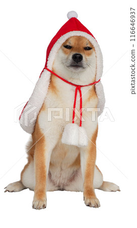 isolated shiba inu in Christmas costume, new year costume, Santa Claus costume 116646937