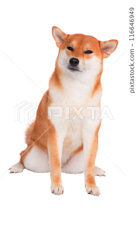 Smiling Shiba Inu with Eyes Closed sitting comfortably against a clean white background Smiling Shiba Inu with Eyes Closed sitting comfortably against a clean white background 116646949