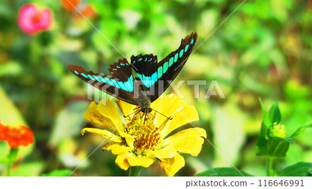 Scenery of a blue swallowtail butterfly resting on a zinnia Scenery of a blue swallowtail butterfly resting on a zinnia 116646991