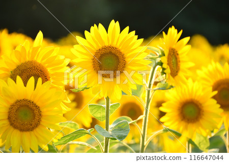Sunflower in full bloom 116647044