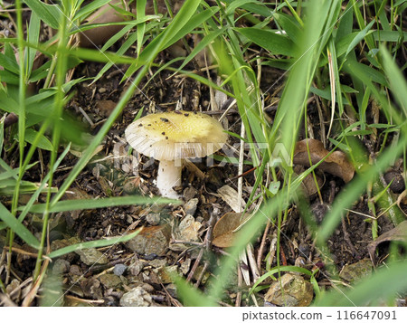 山上生長的小蘑菇 山上生長的小蘑菇 116647091