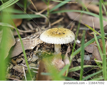 山上生長的小蘑菇 山上生長的小蘑菇 116647092