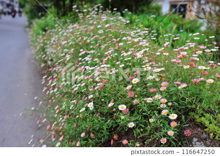 white and yellow daisy like flowers growing in a garden 116647250