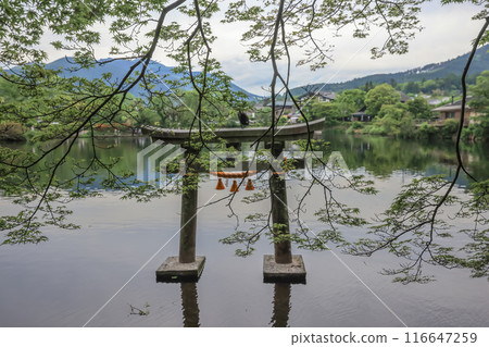 Torii on Kinrin Lake in Yufuin, Oita, Japan May 15 2024 Torii on Kinrin Lake in Yufuin, Oita, Japan May 15 2024 116647259