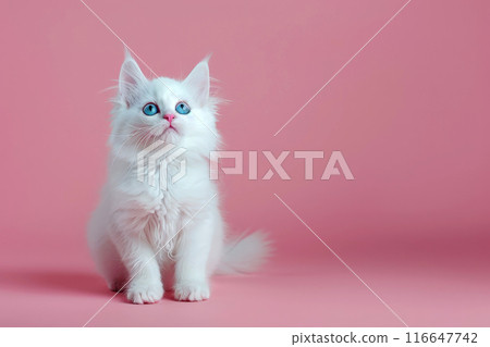 a white cat sitting on pink isolated background a white cat sitting on pink isolated background 116647742