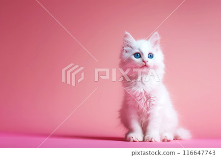 a white cat sitting on pink isolated background a white cat sitting on pink isolated background 116647743
