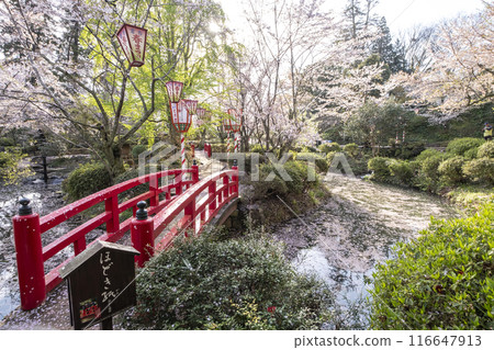 宇吹公園（倉吉市）的櫻花景色 116647913