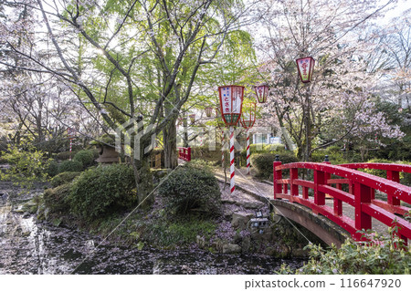 Sakura scenery of Utsubuki Park (Kurayoshi City) 116647920