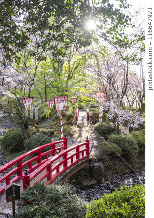 Sakura scenery of Utsubuki Park (Kurayoshi City) 116647921