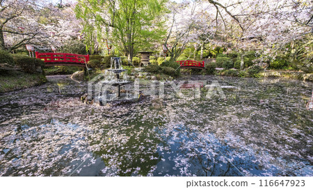Sakura scenery of Utsubuki Park (Kurayoshi City) 116647923
