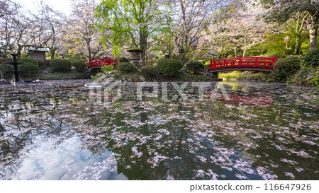 Sakura scenery of Utsubuki Park (Kurayoshi City) 116647926