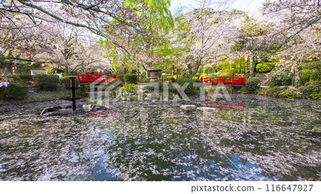 宇吹公園(倉吉市)的櫻花景色 宇吹公園(倉吉市)的櫻花景色 116647927